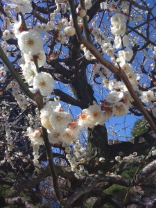 梅の花