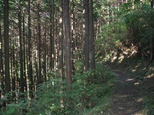 金時山の登山道